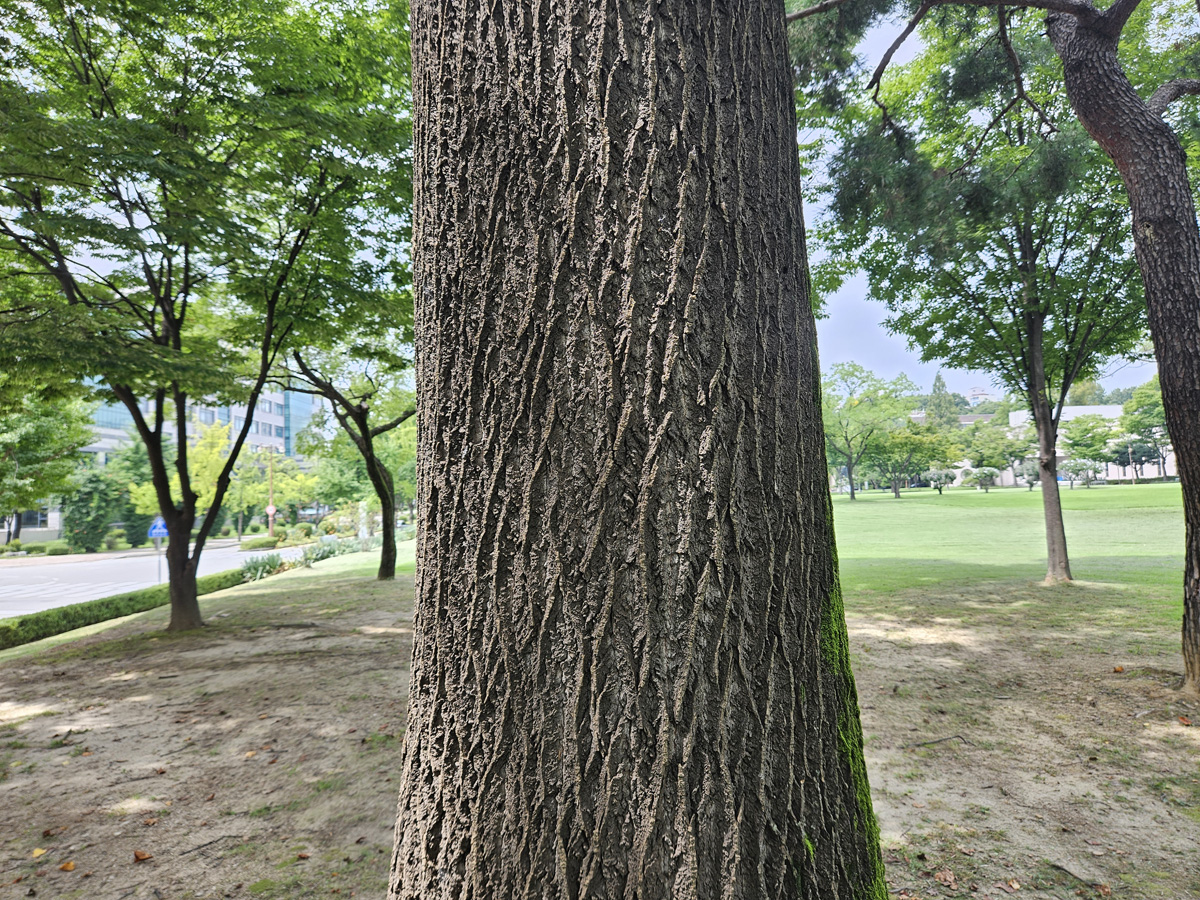 백합나무 수피