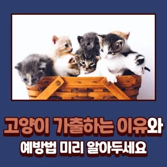&amp;quot;고양이