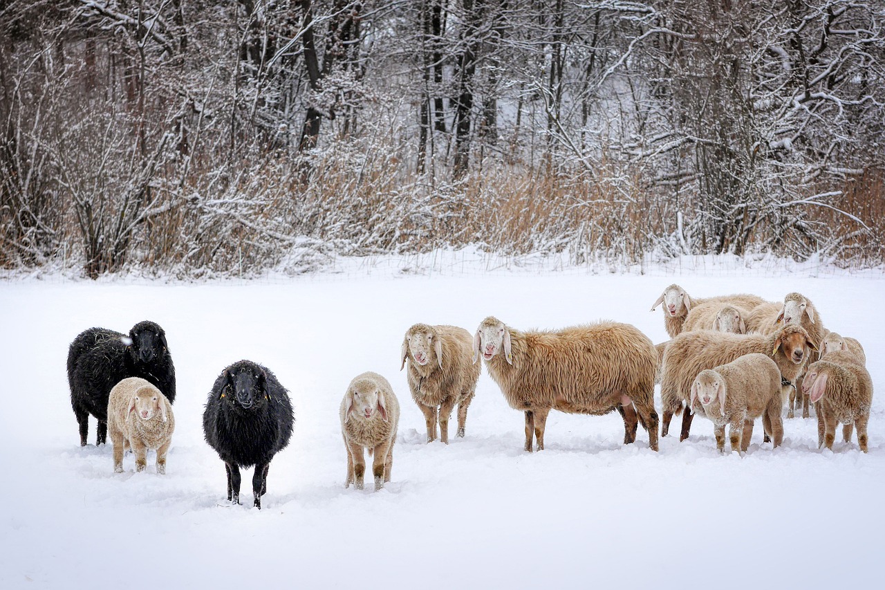 겨울 양 떼 목장 사진