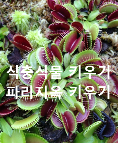 식충식물 키우기 파리지옥키우기