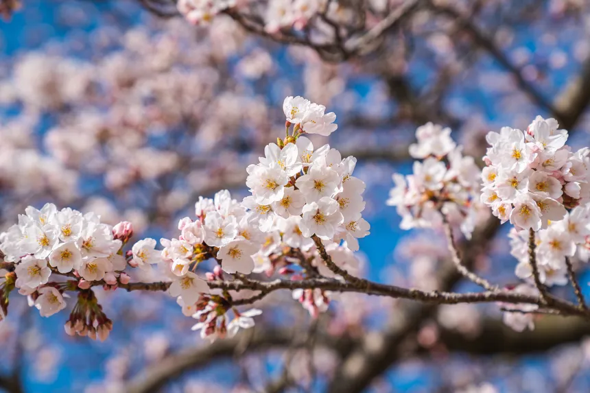 맑은 하늘 아래 만개한 제주 왕벚꽃의 클로즈업