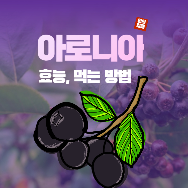아로니아 효능 먹는방법