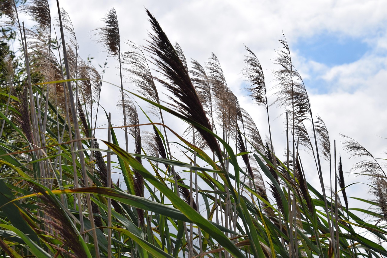 가을 갈대 사진