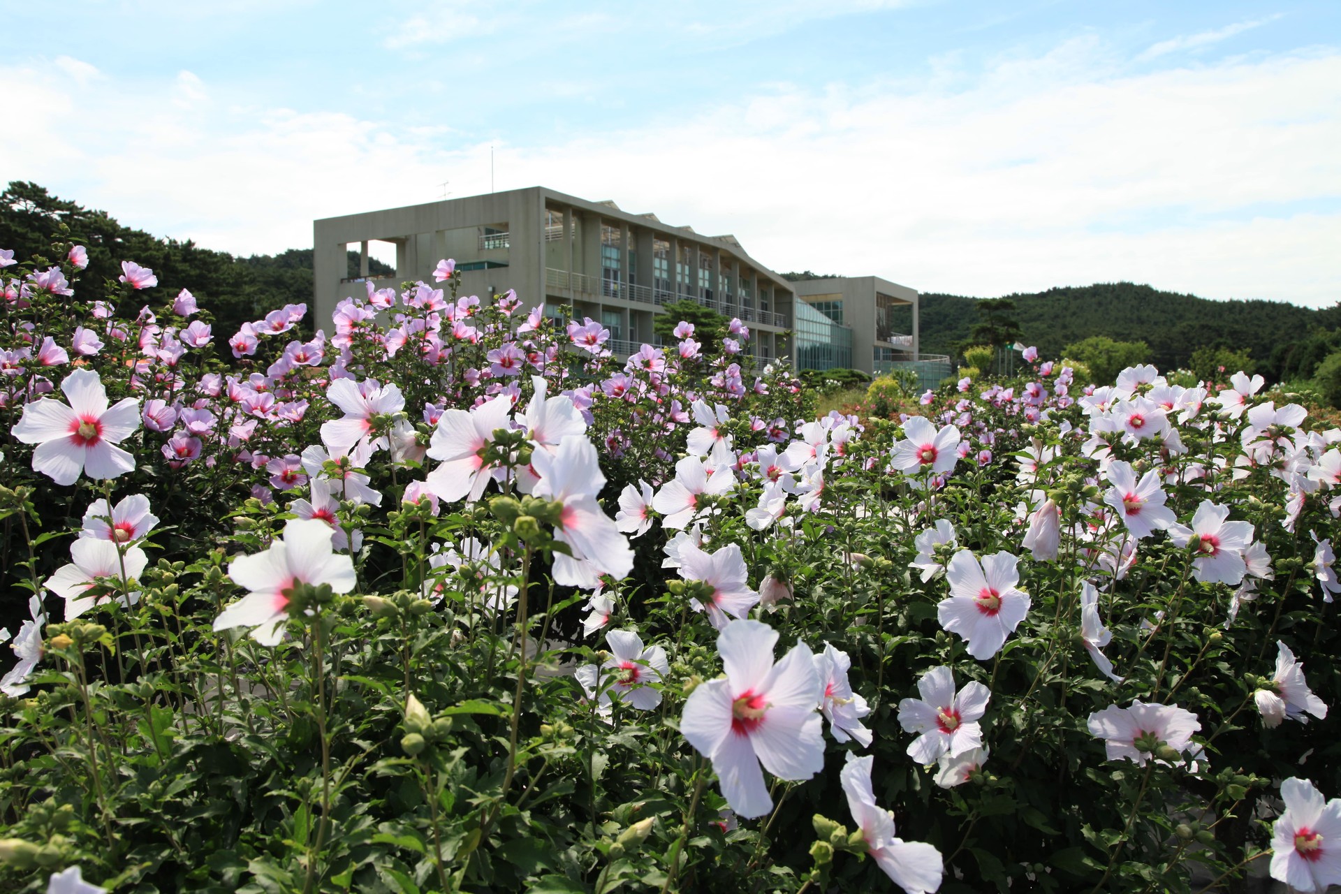 태안 천리포수목원 수국 명소 총정리! 개화시기부터 포토존까지
