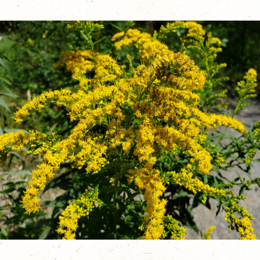 작은 꽃송이가 모여 핀 미역취