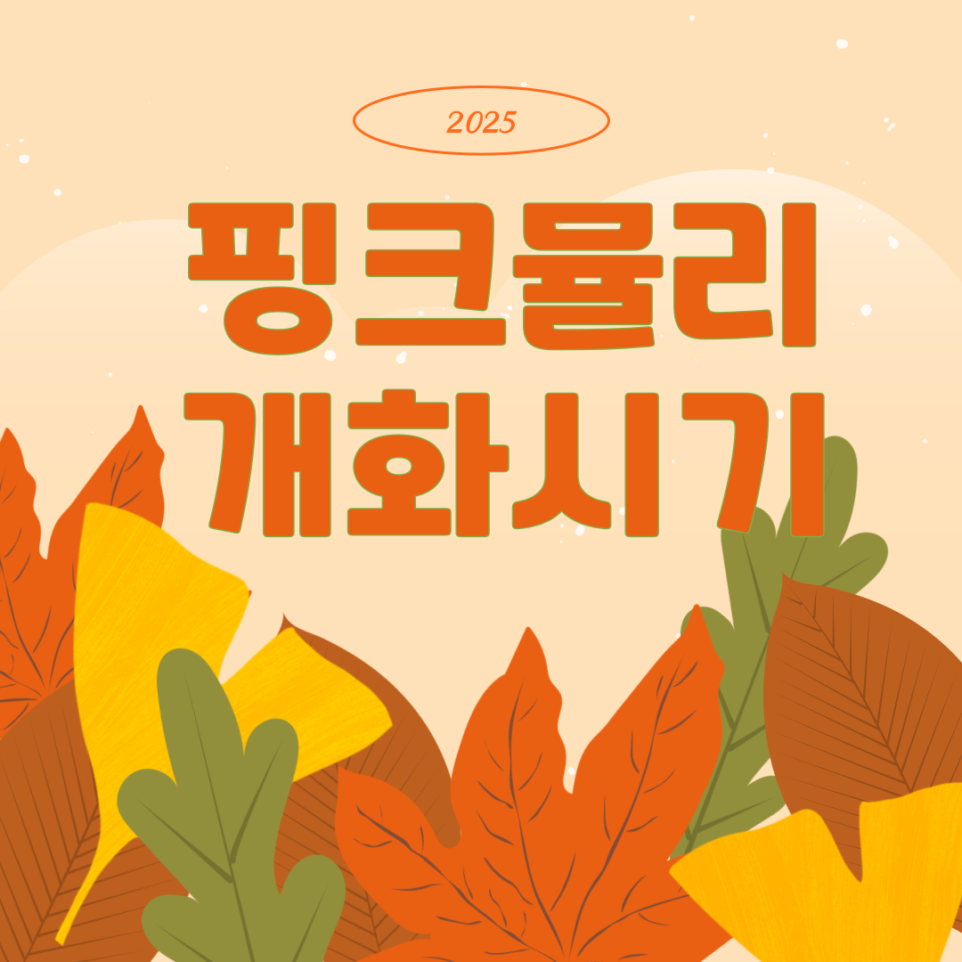 핑크뮬리개화시기기