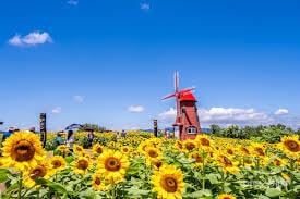 2025 함안 강주 해바라기축제 총정리 사진