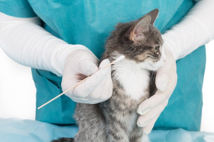 면봉과 고양이.