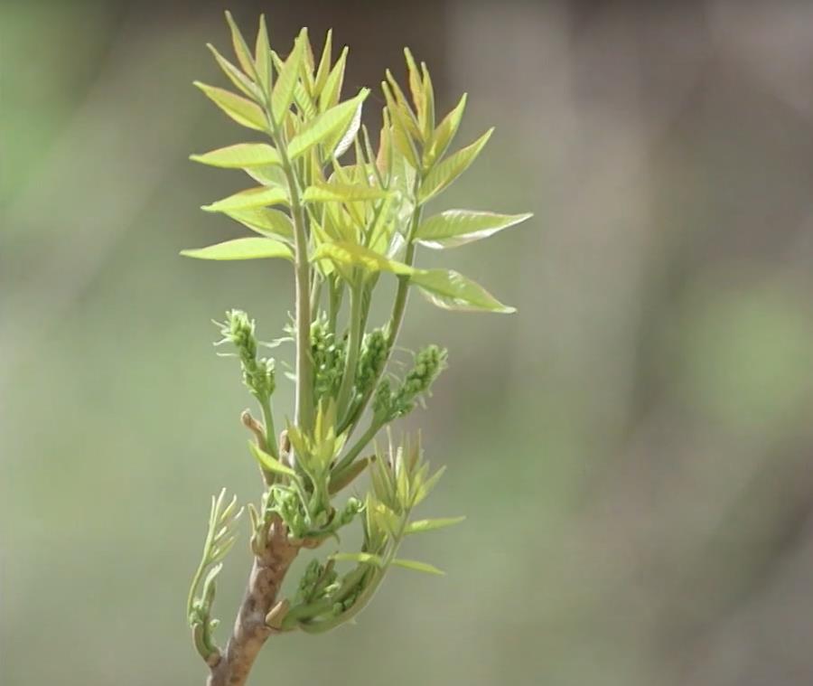 나무에 달려 있는 6시내고향 옥천 옻순