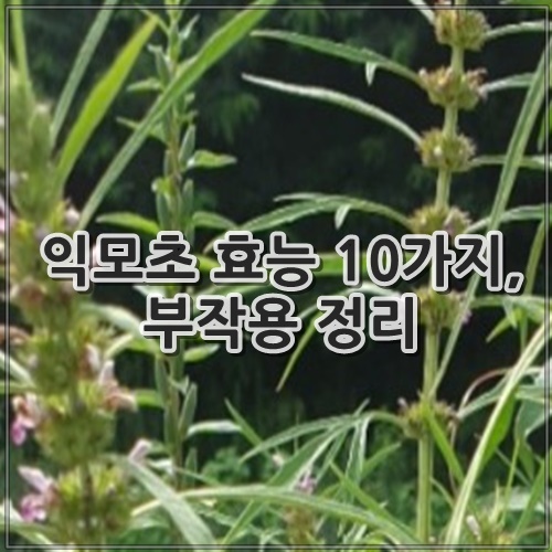 익모초 효능 10가지, 부작용 정리