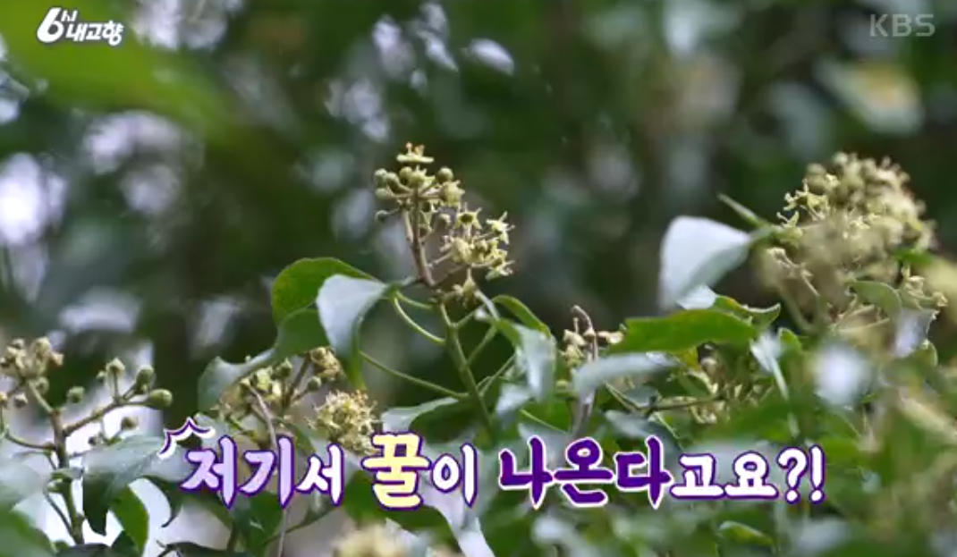 제주 송악꽃꿀