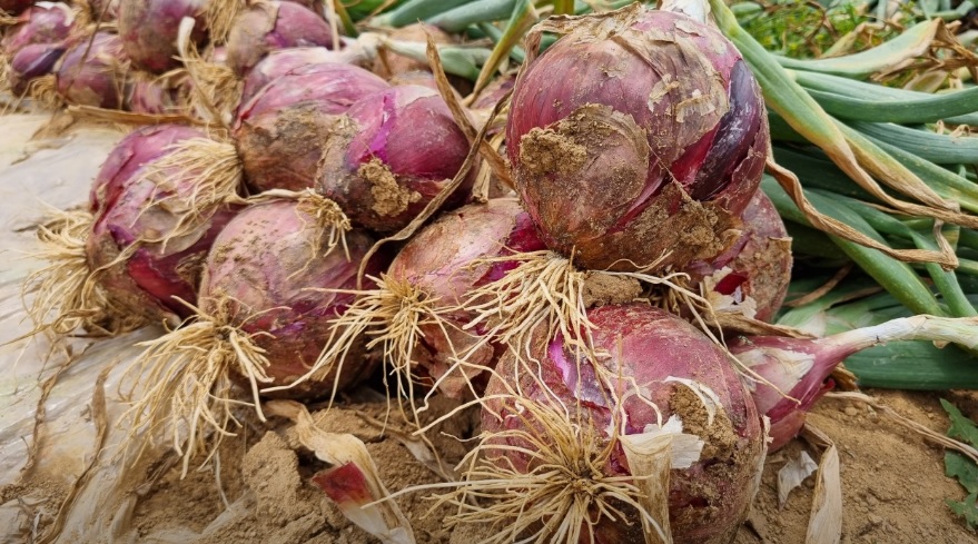오늘N 이 맛에 산다 부안 부건농장 직거래 농산물 절임배추 고추가루 김장김치재료