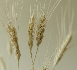 카무트 효소 효능 및 먹는법 총정리