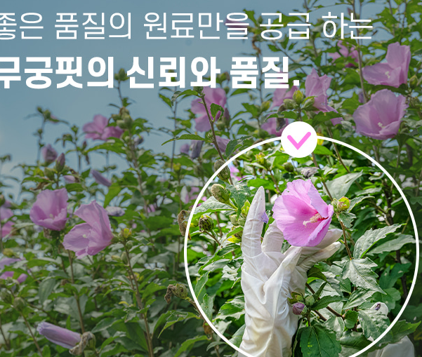 무궁화 다이어트, 무궁핏 효과 및 후기
