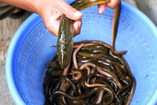 장어