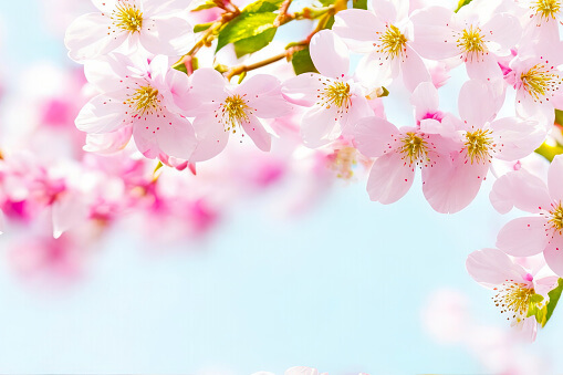 부산 벚꽃 명소 best5
