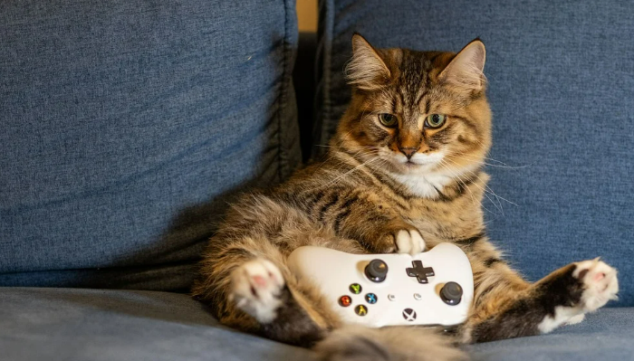 고양이가 집에서 장난감을 가지고 놀고 있는 이미지