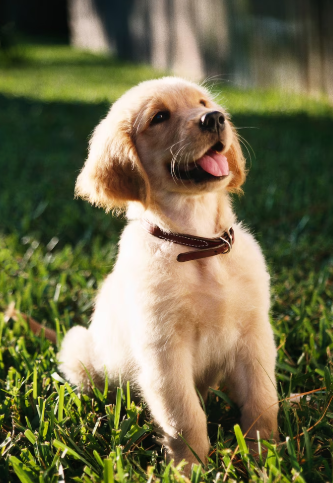 반려동물 예방접종 및 검강검진