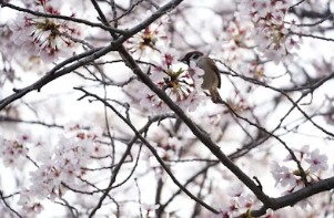 빛 번짐 지옥 탈출! 아이폰 카메라로 밤 벚꽃 인생샷 남기는 노출 조절 및 후보정 꿀팁