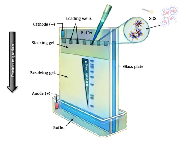 SDS PAGE gel 원리