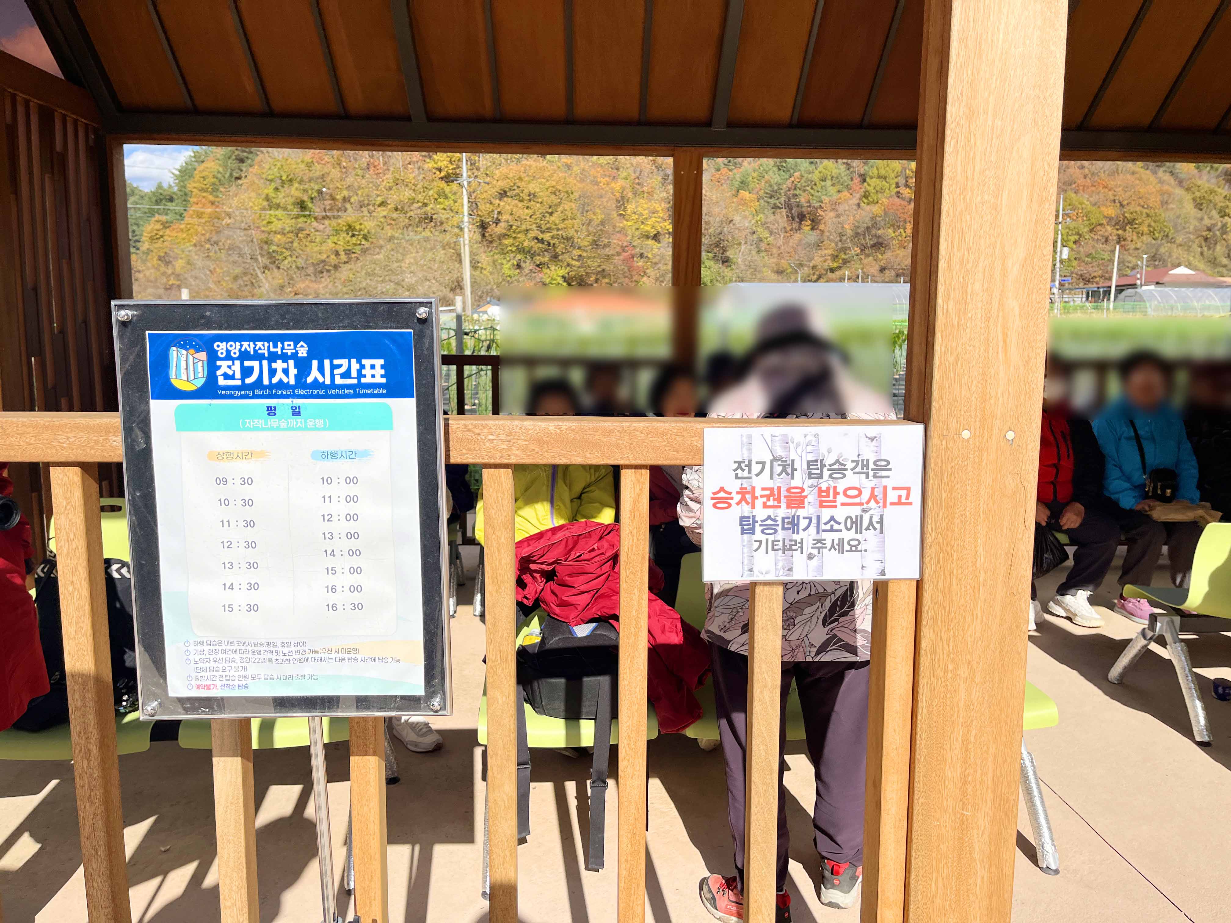 영양 자작나무숲