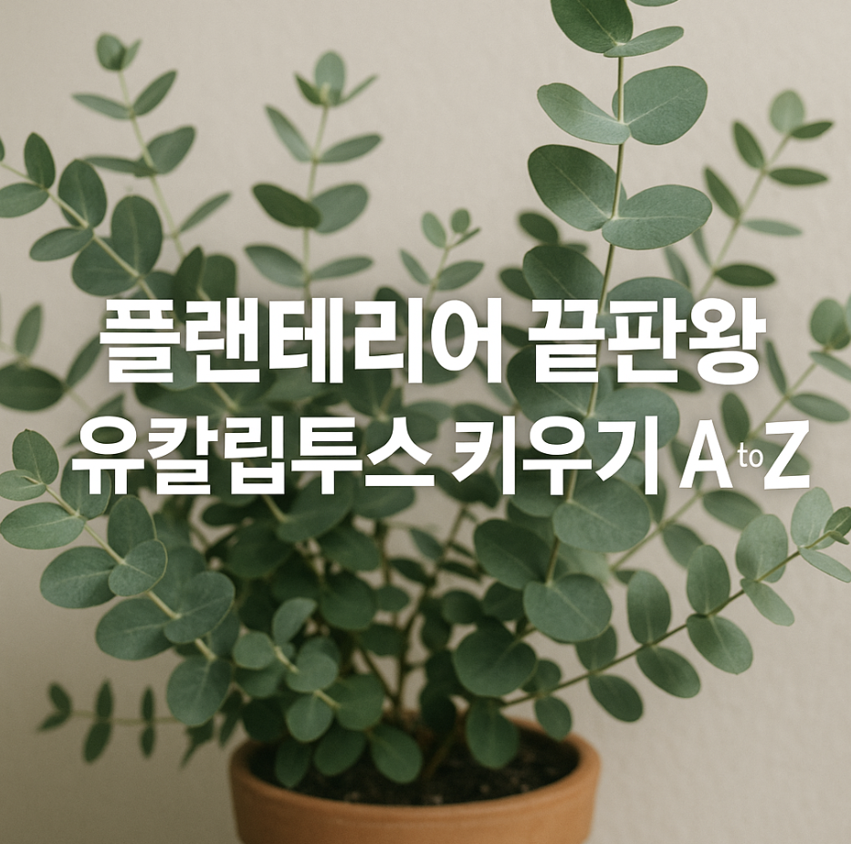 플랜테리어 끝판왕, 유칼립투스 키우기 A to Z