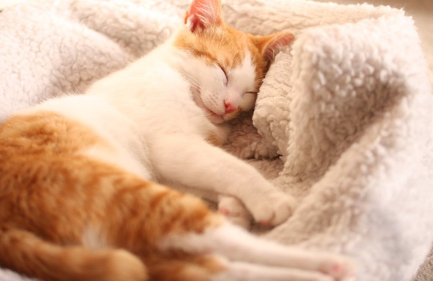 이불 속에서 잠자는 고양이.