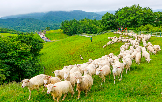 대관령 양떼목장 풍경