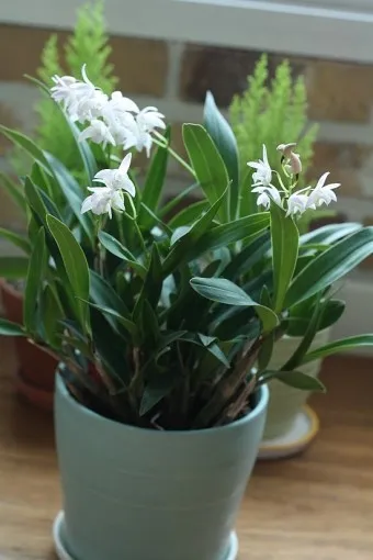 긴기아난 기르는법 꽃피우기 분갈이 물주기 꿀팁_9