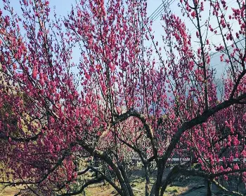 원동 미나리축제_20