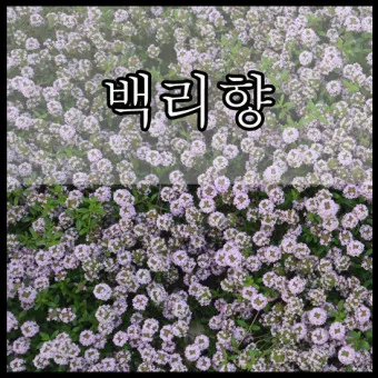 백리향 키우는 법 집에서 재배법 꿀팁_16