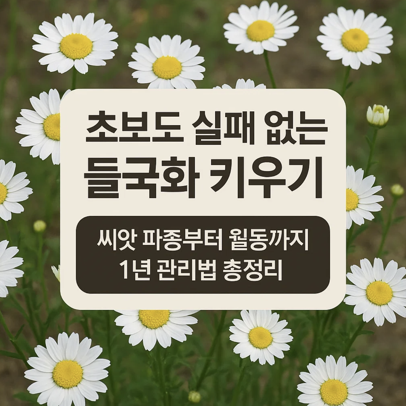 초보도 실패 없는 들국화 키우기, 씨앗 파종부터 월동까지 1년 관리법 총정리