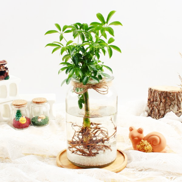 식물-천연-가습제