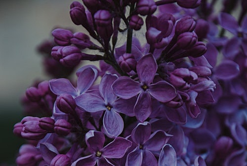 버베나 효능 등 당신이 알아야 할 모든것