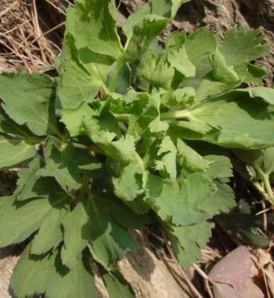 방풍나물 효능 부작용 요리 고르는법 칼로리