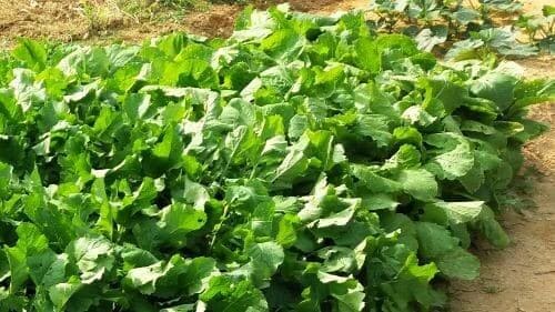 열무-얼갈이배추-수확