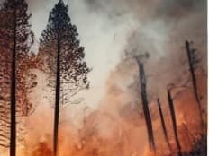 의성 산불 피해자 지원금, 지원대상, 지원금액 및 신청절차 안내