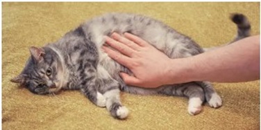 고양이 변비일 때 먹이면 좋은 음식 - 건강한 배변 습관을 위한 식단 가이드