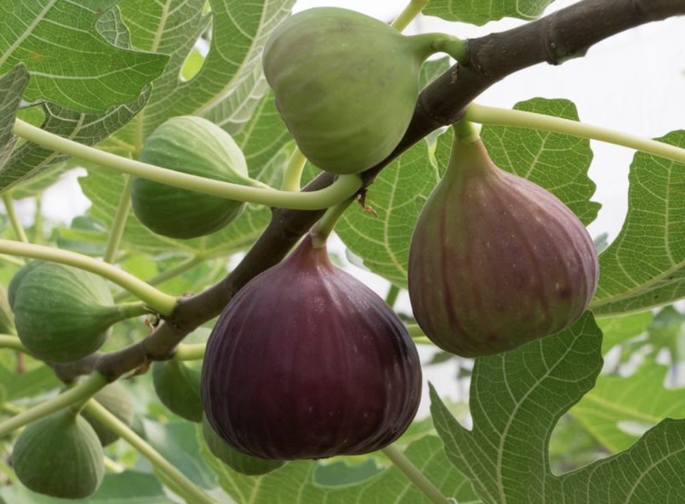 무화과 보관방법