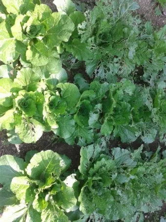 가을 텃밭 작물 추천 상추 열무 시금치 쌈채소 재배법_20