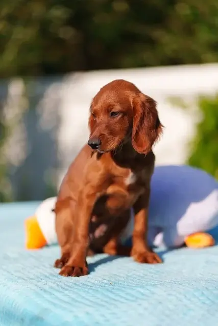 반려동물을 가족으로 받아들이기까지 걸린 시간