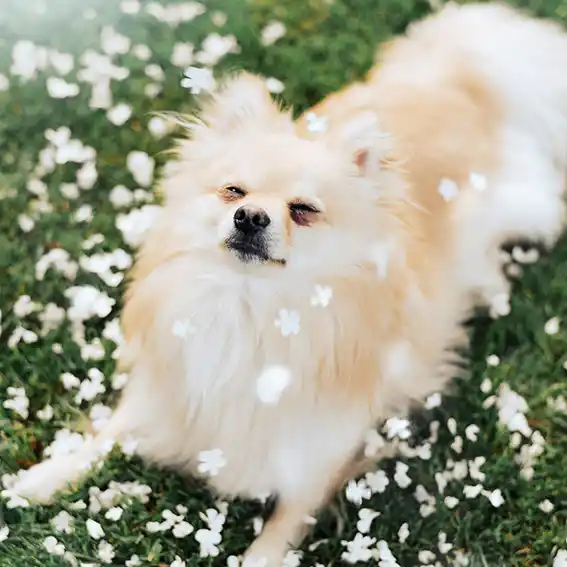 반려견 동물등록