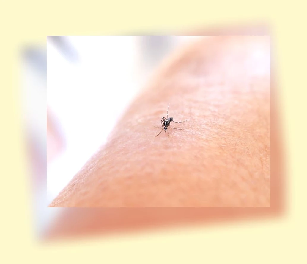 차량용 모기장_3_subsection