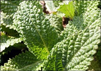 곰보배추 효능, 먹는 법 총정리