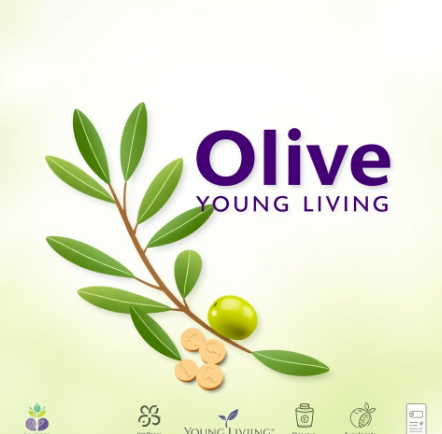 올리브영민생지원금그림