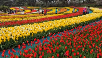 2025년 상반기 전국 봄꽃 임산물 축제 일정 예매_8