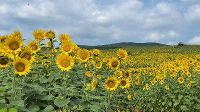 해바라기