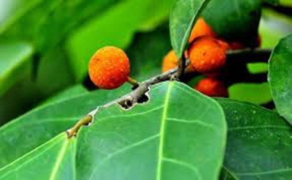 보리수 열매 먹는법