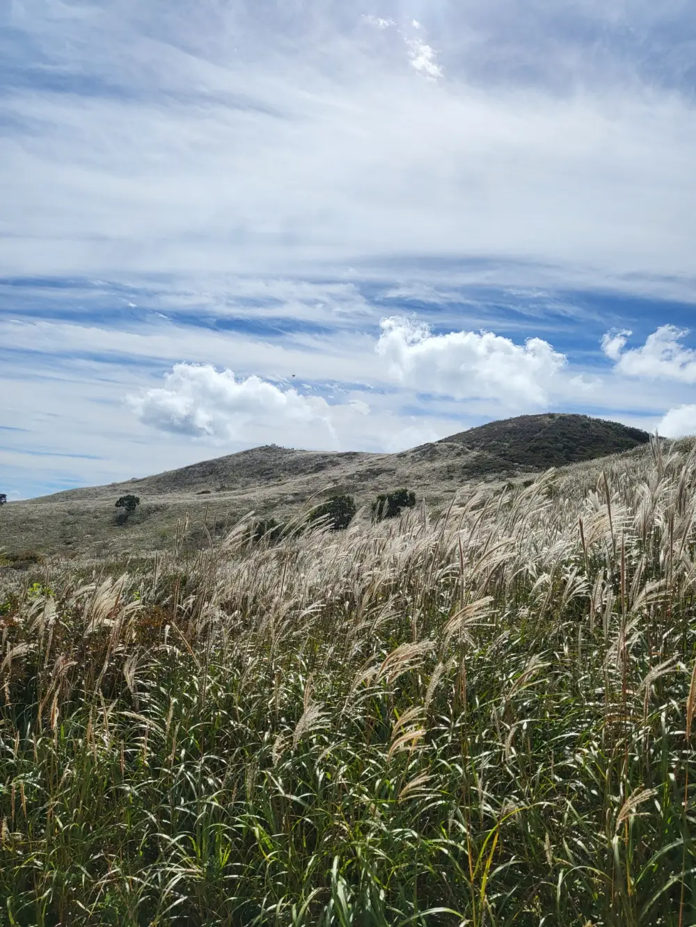 경남-합천-황매산-억새-푸른하늘