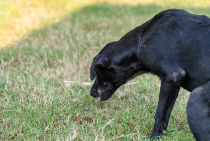 개가 토하는 이유